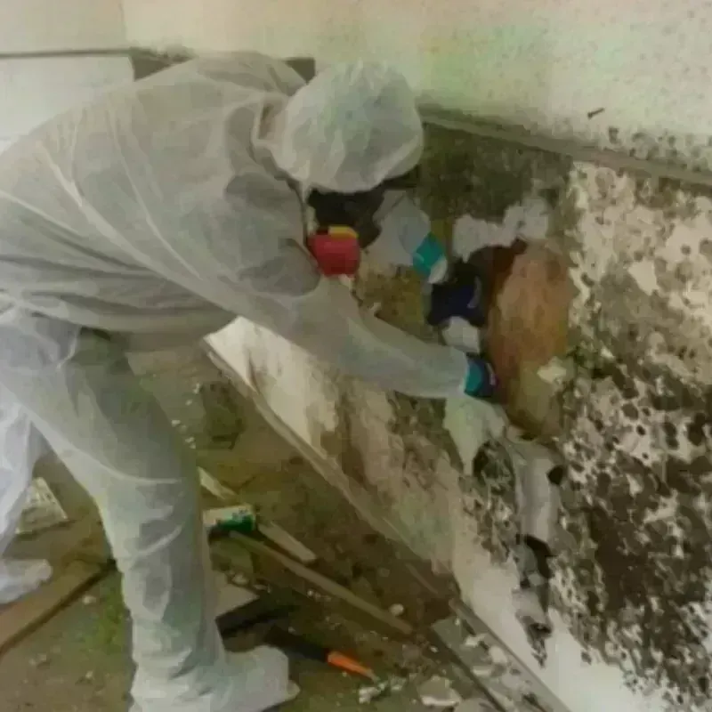 Mold Remediation and Removal in Coventry Lake, CT